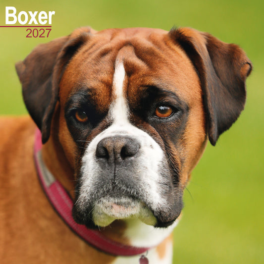 Boxer wall calendar 2027