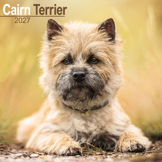 Cairn Terrier wall calendar 2027