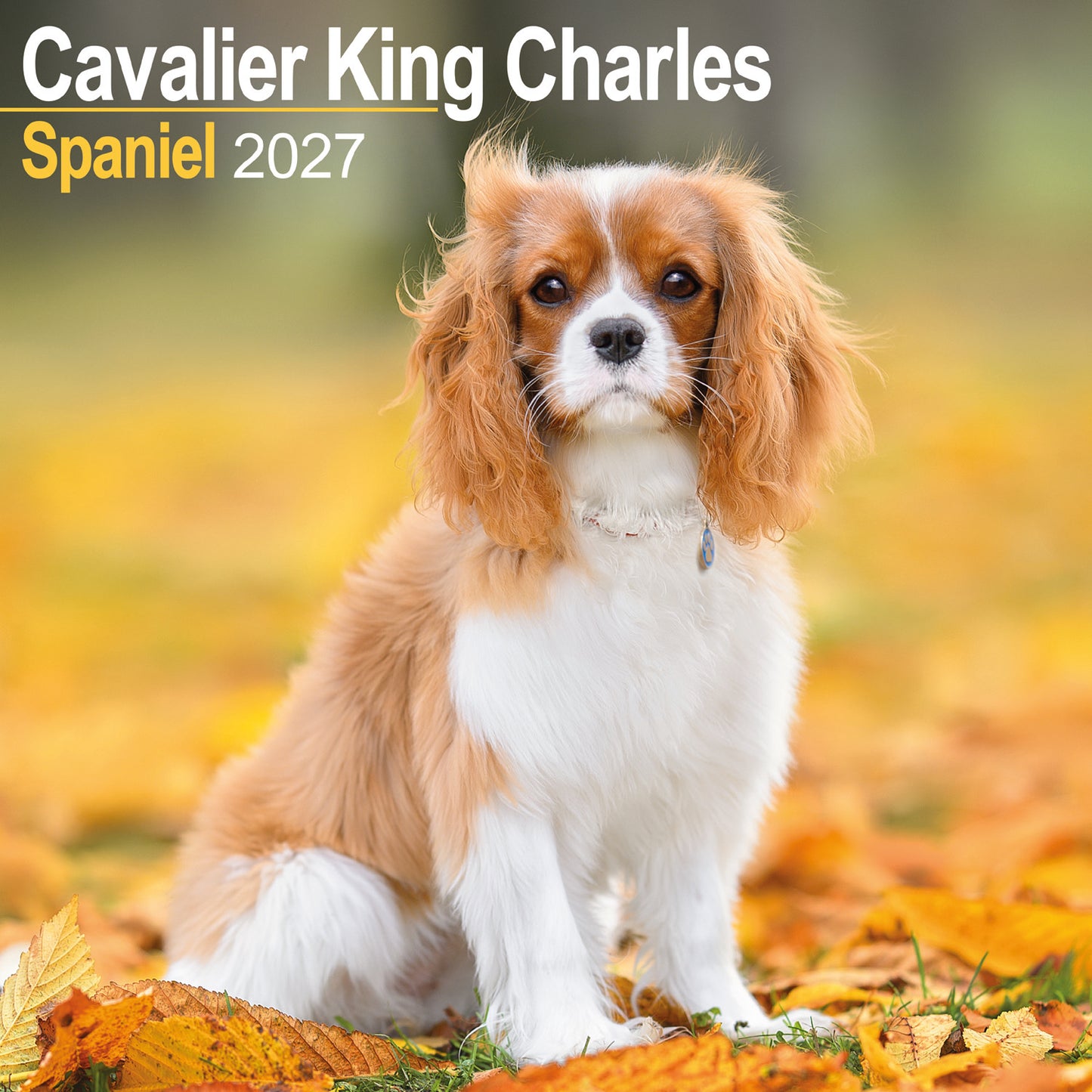 Cavalier King Charles Spaniel wall calendar 2027