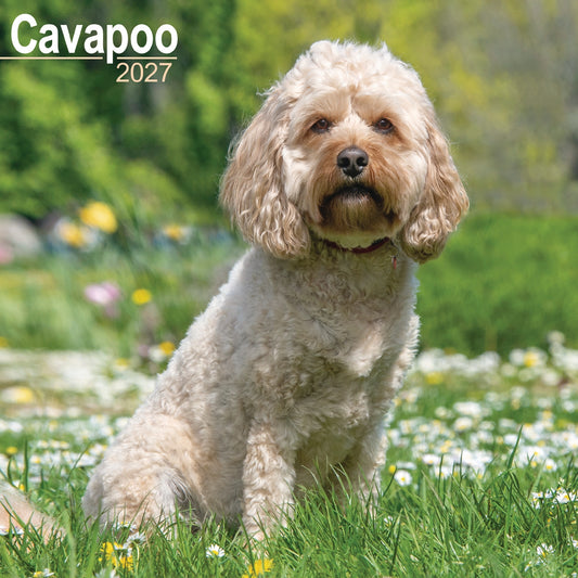 Cavapoo wall calendar 2027