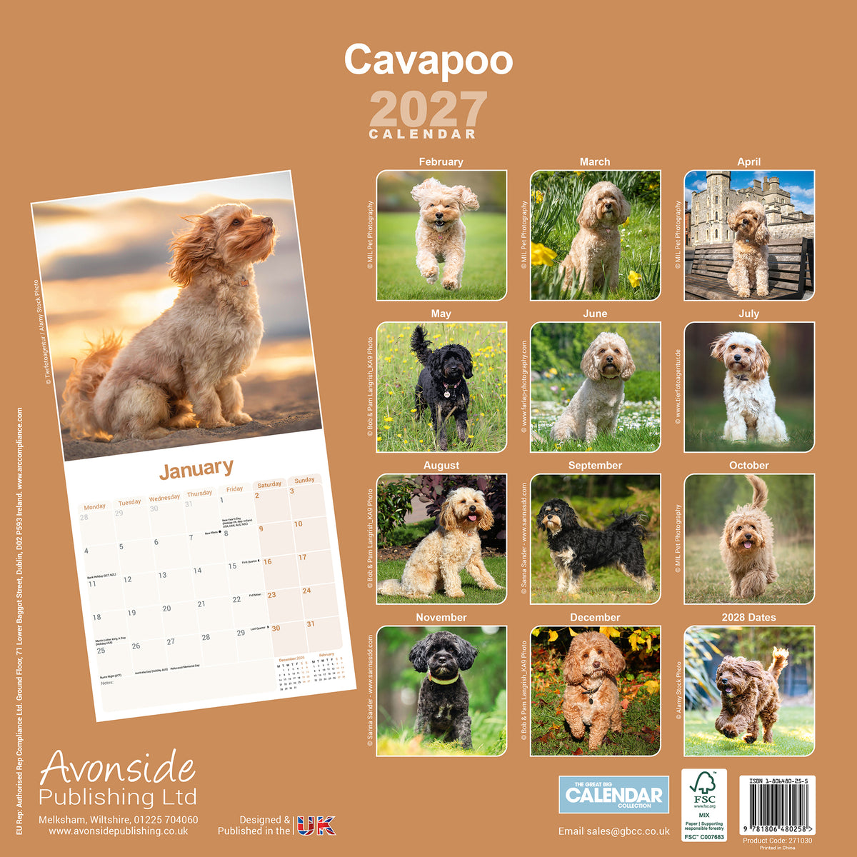 Cavapoo wall calendar 2027