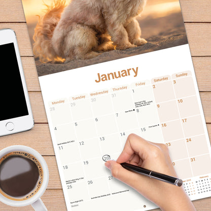 Cavapoo wall calendar 2027