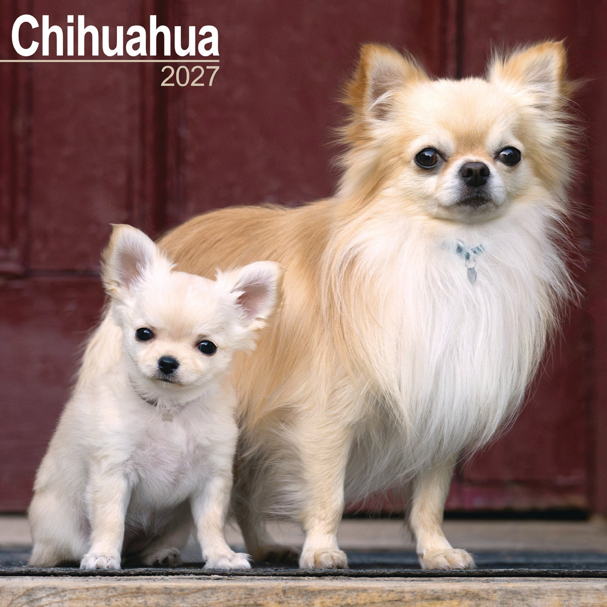 Chihuahua wall calendar 2027