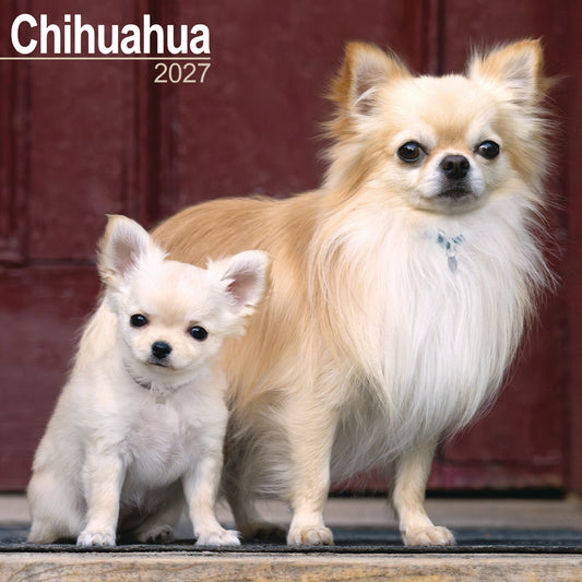 Chihuahua wall calendar 2027