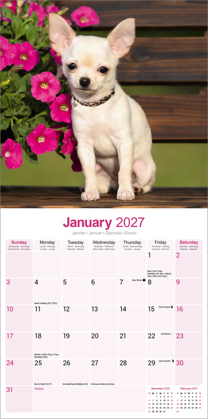 Chihuahua wall calendar 2027