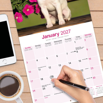 Chihuahua wall calendar 2027