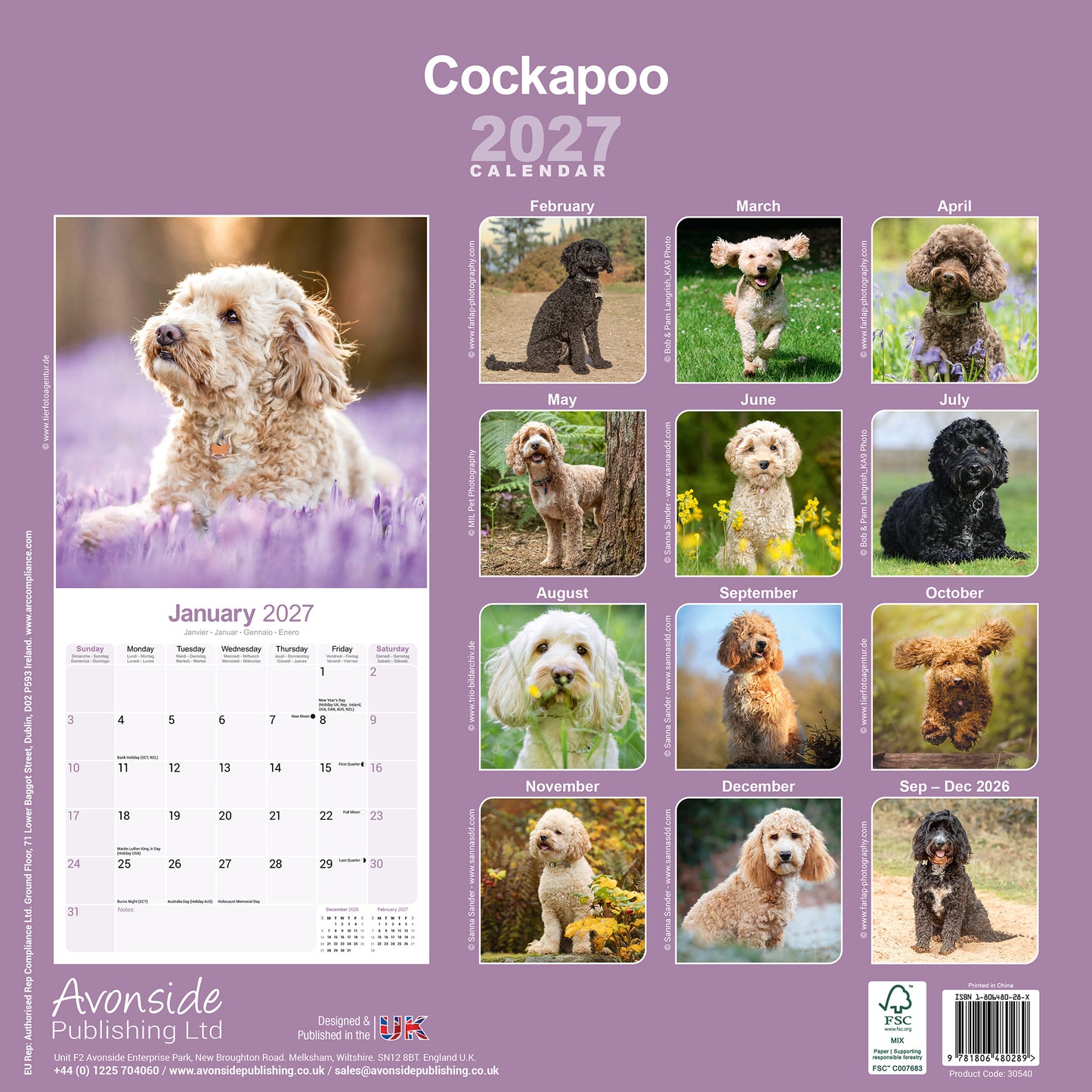 Cockapoo wall calendar 2027