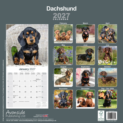Dachshund wall calendar 2027