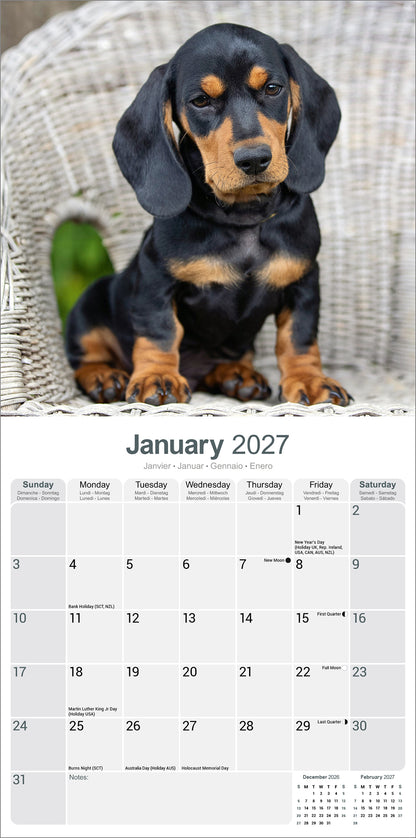 Dachshund wall calendar 2027