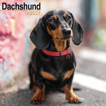 Dachshund wall calendar 2027
