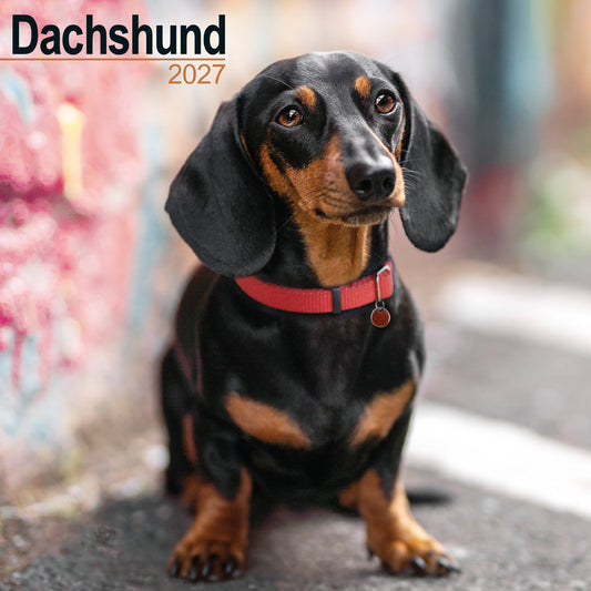 Dachshund wall calendar 2027