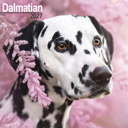 Dalmatian wall calendar 2027