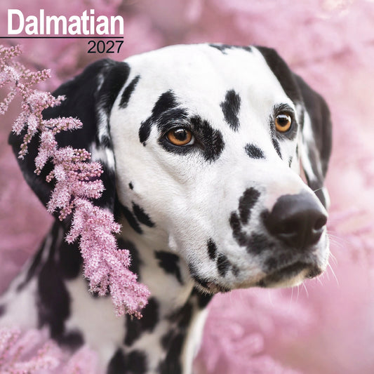 Dalmatian wall calendar 2027