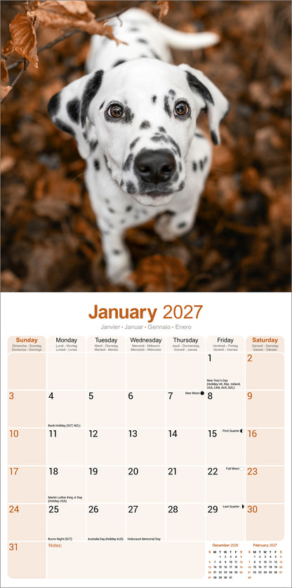 Dalmatian wall calendar 2027