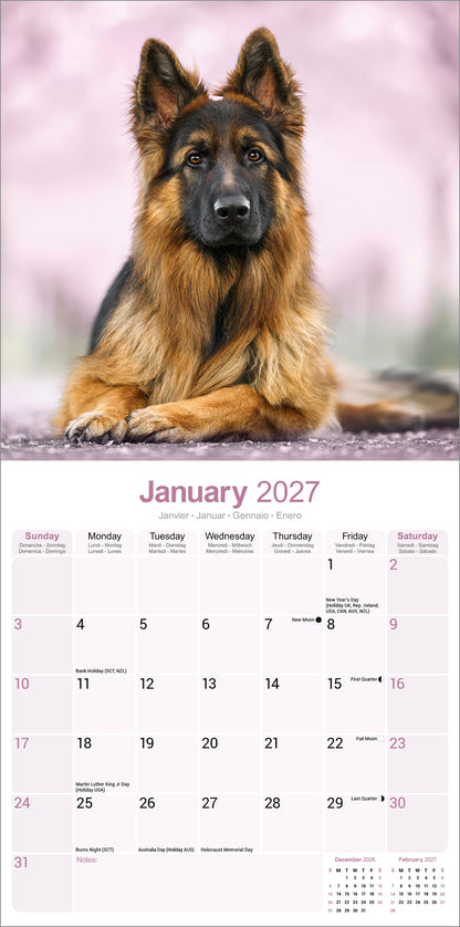 German Shepherd wall calendar 2027