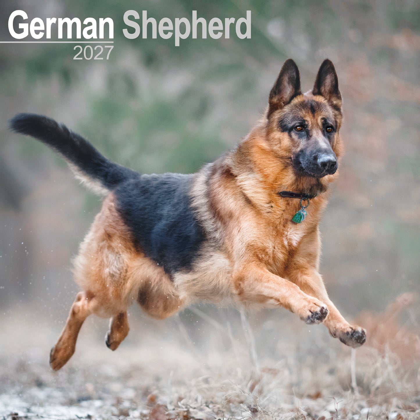 German Shepherd wall calendar 2027
