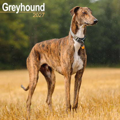 Greyhound wall calendar 2027