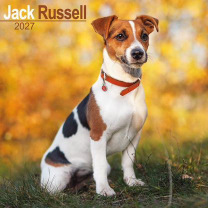 Jack Russell wall calendar 2027
