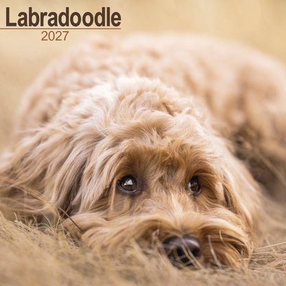 Labradoodle wall calendar 2027