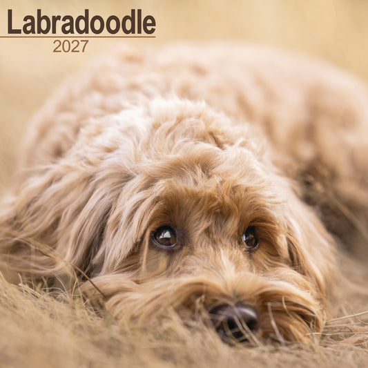 Labradoodle wall calendar 2027