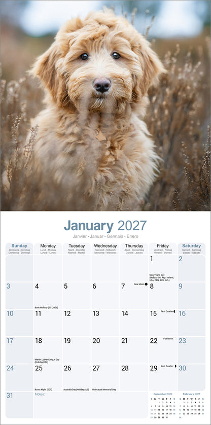 Labradoodle wall calendar 2027