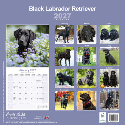 Black Labrador Retriever wall calendar 2027