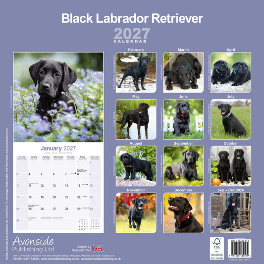 Black Labrador Retriever wall calendar 2027