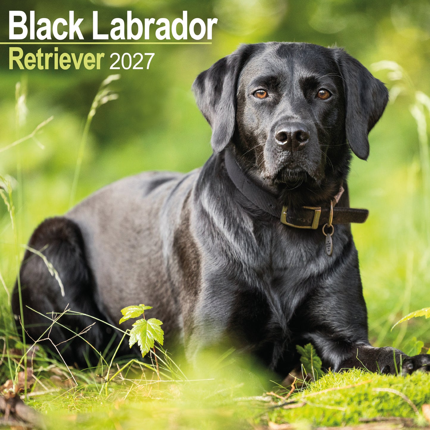 Black Labrador Retriever wall calendar 2027