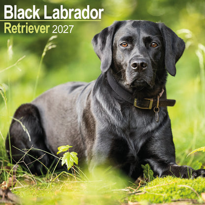 Black Labrador Retriever wall calendar 2027