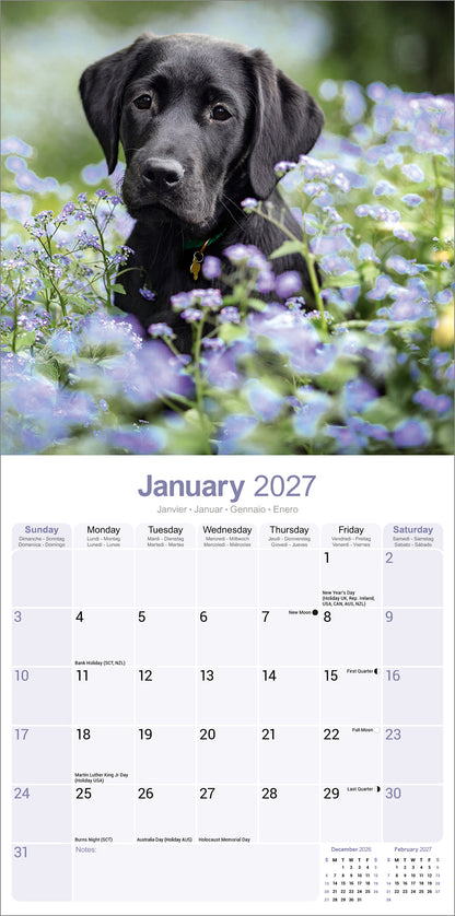 Black Labrador Retriever wall calendar 2027
