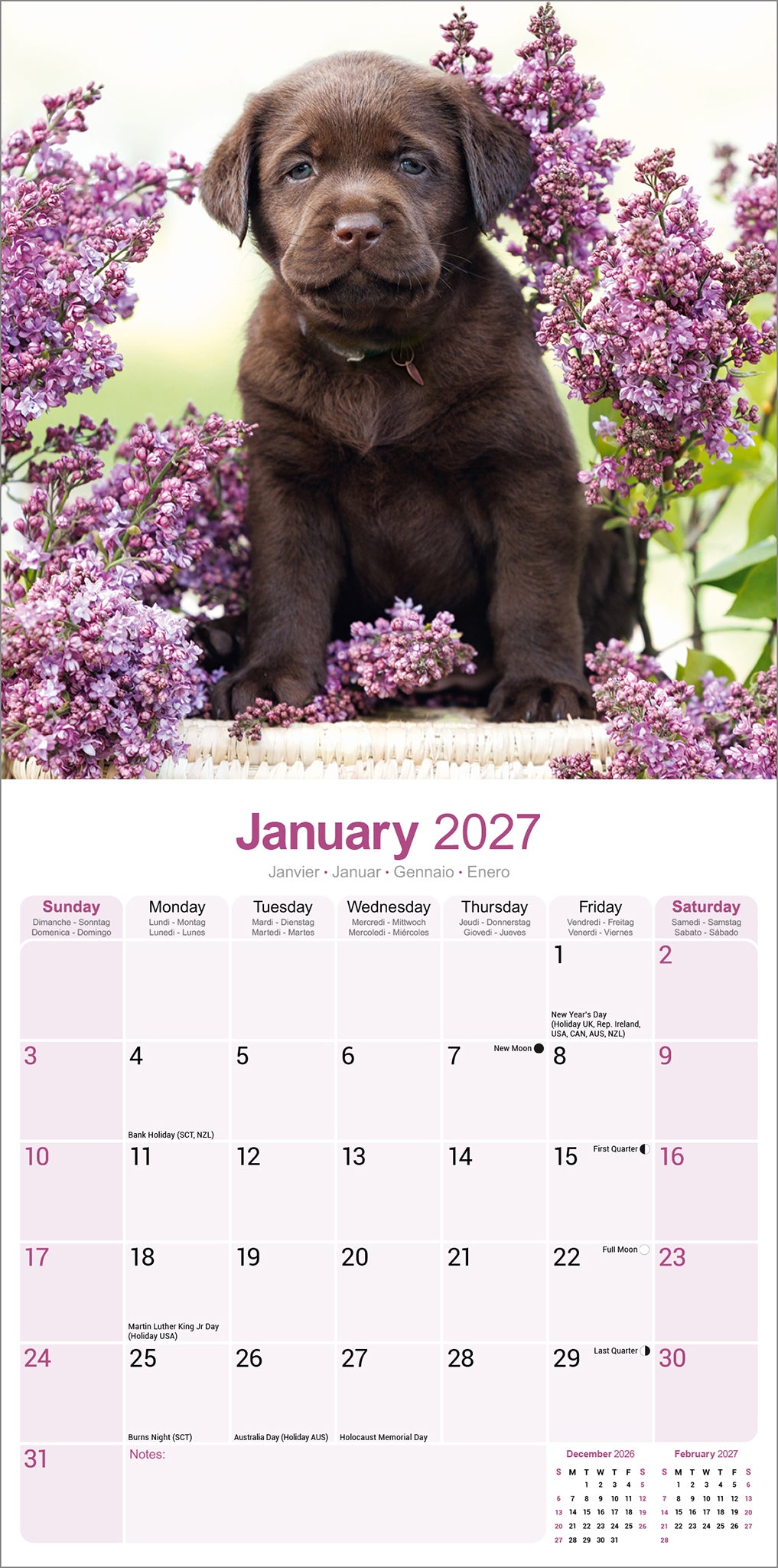 Chocolate Labrador Retriever wall calendar 2027