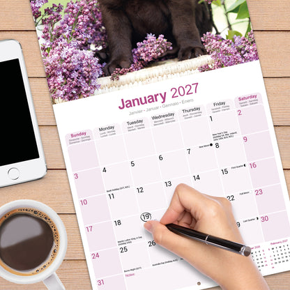 Chocolate Labrador Retriever wall calendar 2027