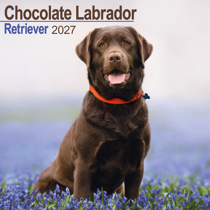 Chocolate Labrador Retriever wall calendar 2027