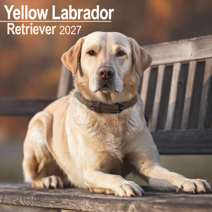 Yellow Labrador Retriever wall calendar 2027