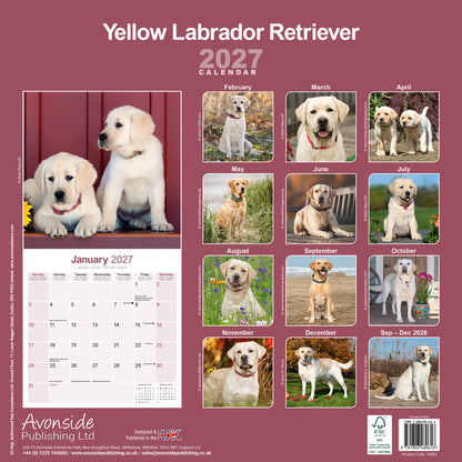 Yellow Labrador Retriever wall calendar 2027