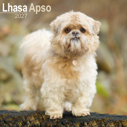 Lhasa Apso wall calendar 2027