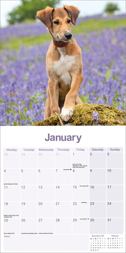 Lurcher wall calendar 2027