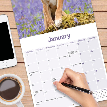 Lurcher wall calendar 2027