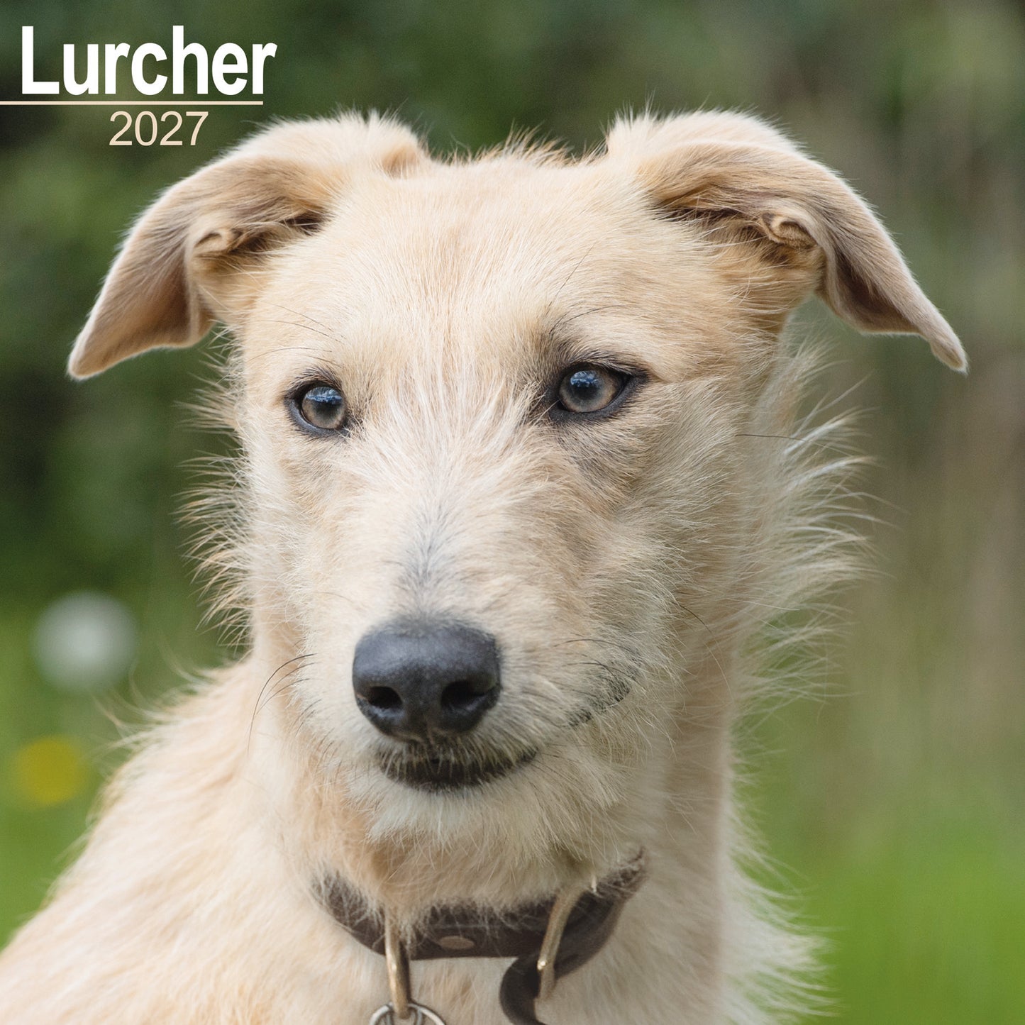 Lurcher wall calendar 2027