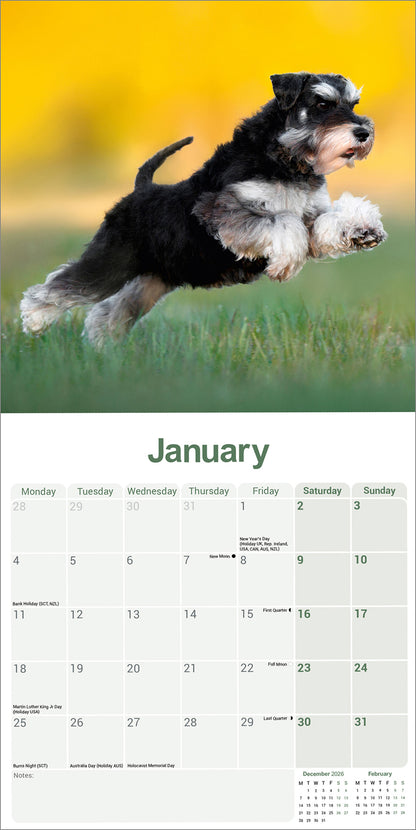 Miniature Schnauzer wall calendar 2027
