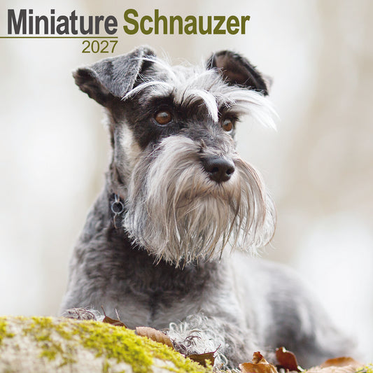 Miniature Schnauzer wall calendar 2027