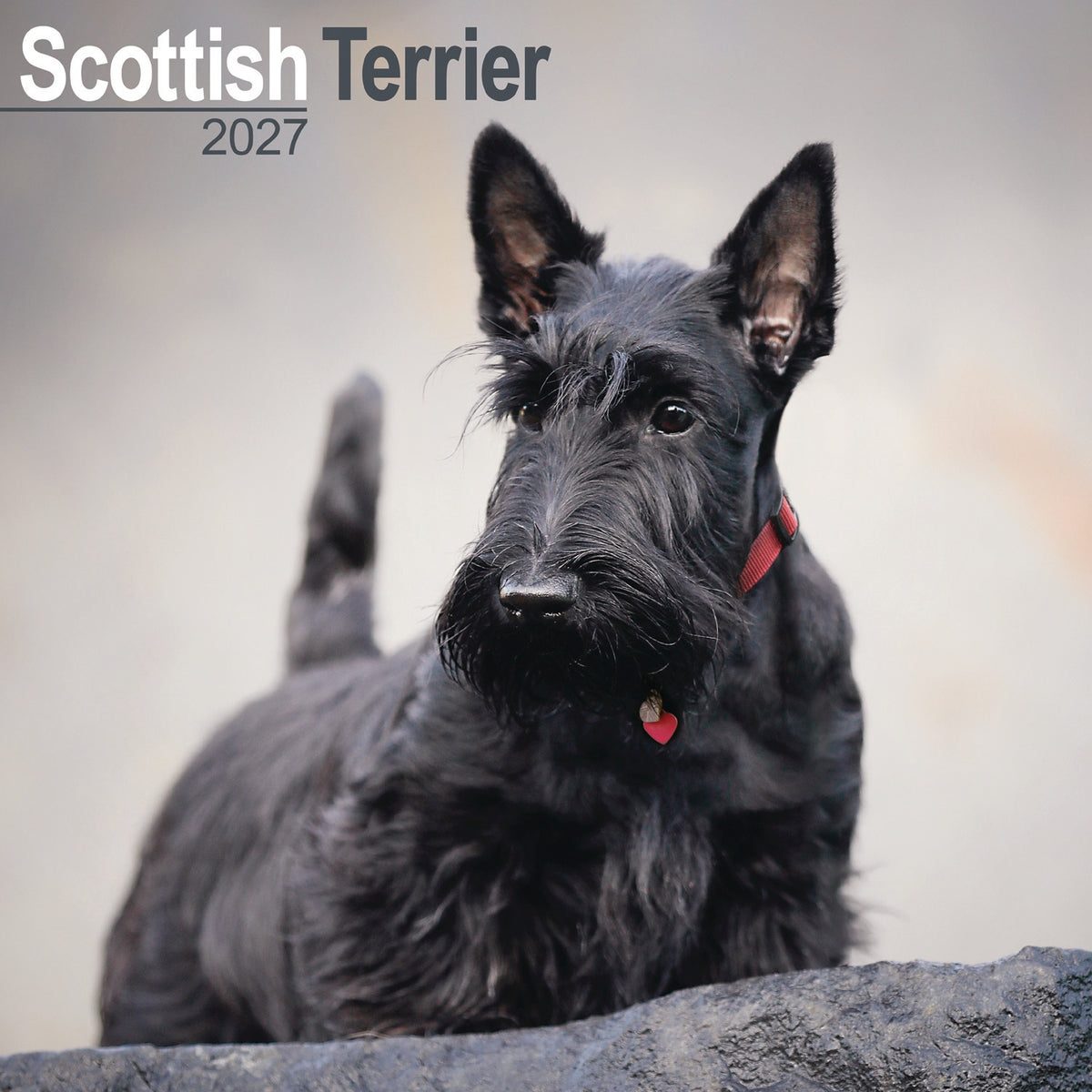 Scottish Terrier wall calendar 2027