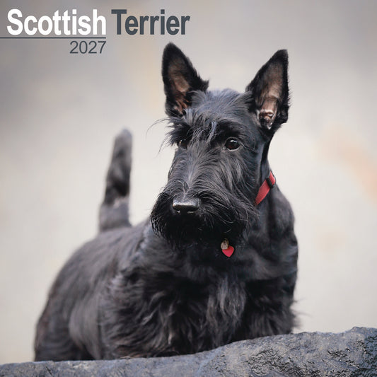 Scottish Terrier wall calendar 2027