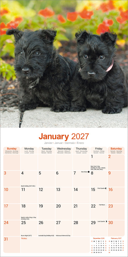Scottish Terrier wall calendar 2027