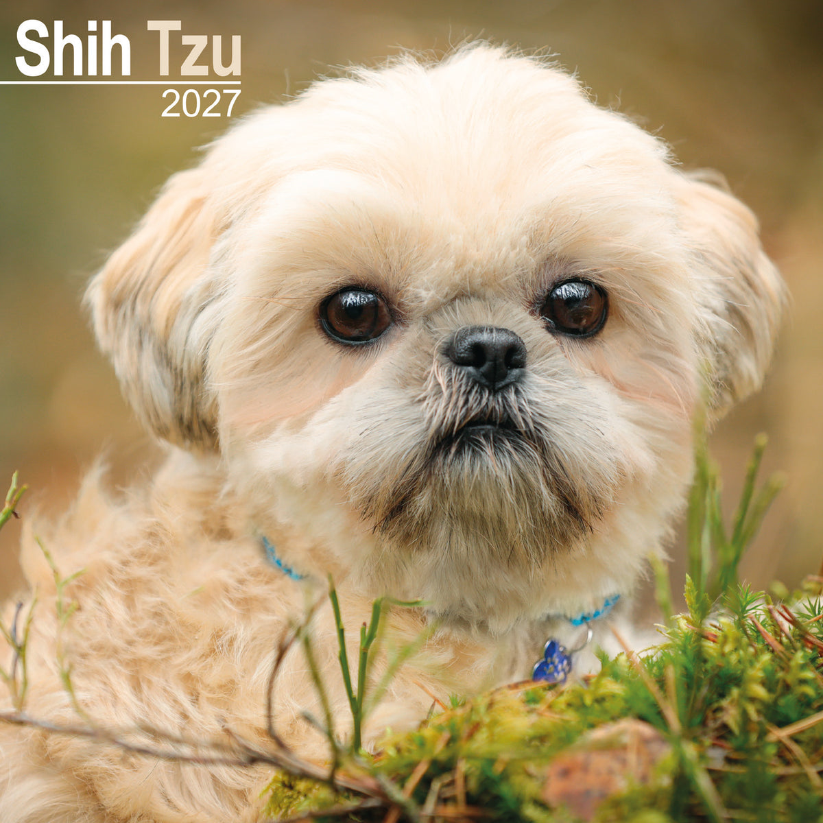 Shih Tzu wall calendar 2027
