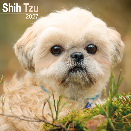 Shih Tzu wall calendar 2027