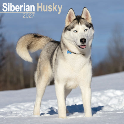 Siberian Husky wall calendar 2027