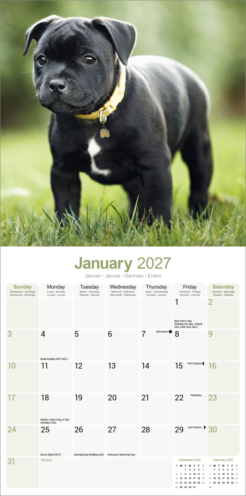 Staffordshire Bull Terrier wall calendar 2027