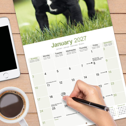 Staffordshire Bull Terrier wall calendar 2027