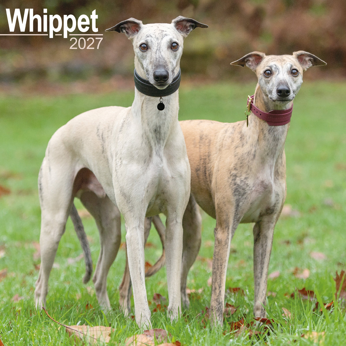 Whippet wall calendar 2027